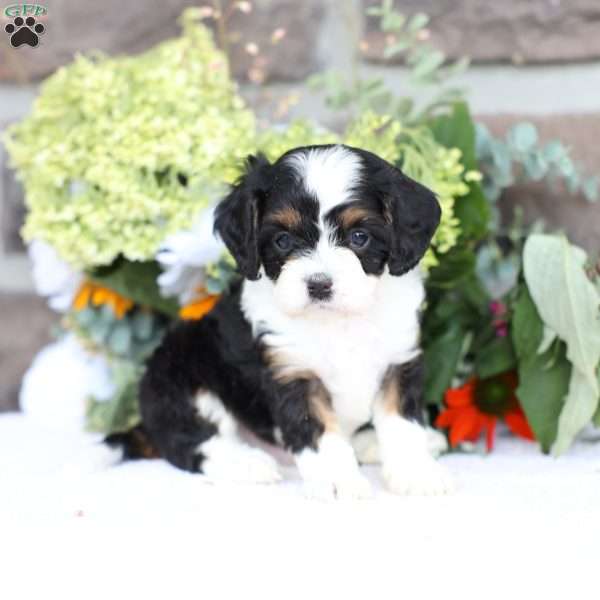 Bowen, Cavapoo Puppy